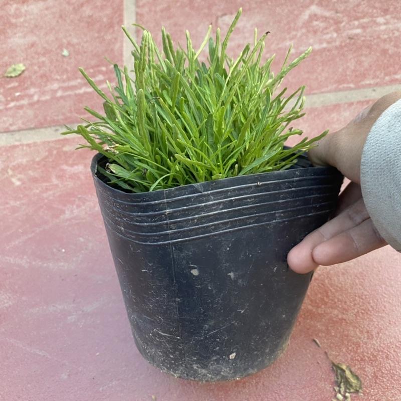 Cây Cỏ Mây bụi nhỏ thích hợp trang trí khuôn viên sân vườn