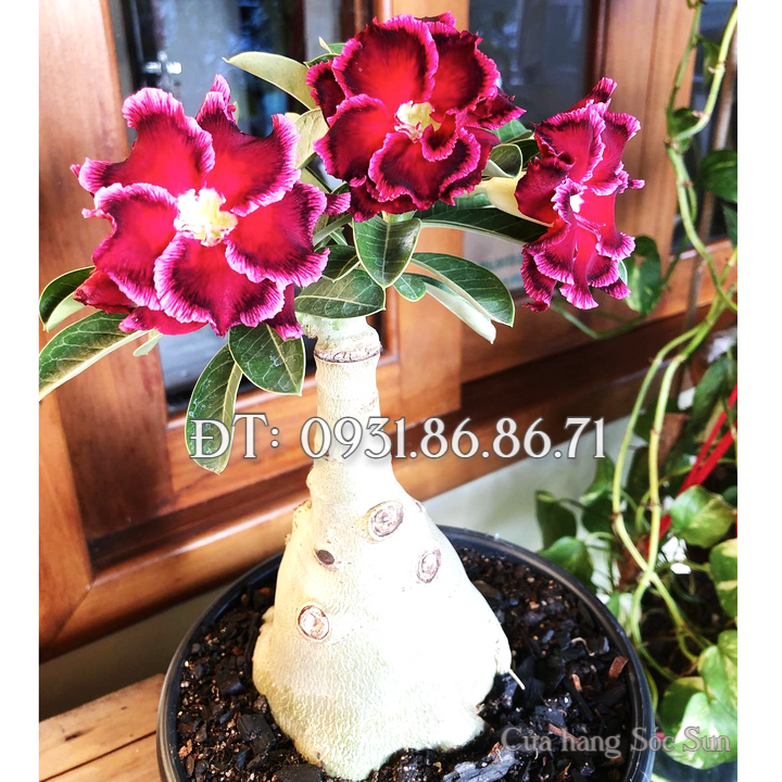 Hạt giống hoa sứ kép Thái Lan cánh xoăn 2 tầng đỏ đen – Bịch 10 hạt – Mã số 1749