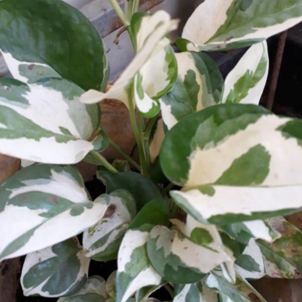CHẬU CÂY TRẦU BÀ SỮA ,LOÀI CÂY SANG TRỌNG, QUÝ PHÁI, VƯỢNG TÀI LỘC CHO GIA CHỦ + Tặng 01 cây dâu da đất