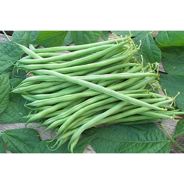 50Gr Hạt Giống Đậu Cove Bụi Lùn Nhật F1 Sai Quả - Dễ Trồng