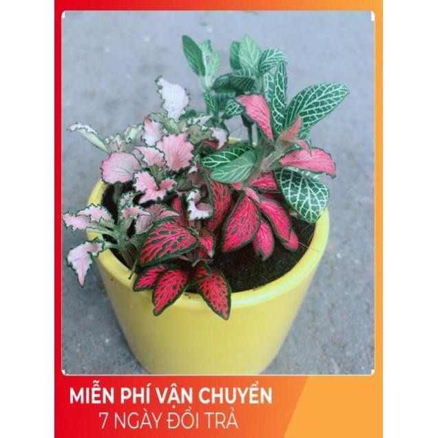 Chậu Cẩm Nhung Xanh+Đỏ+Hồng