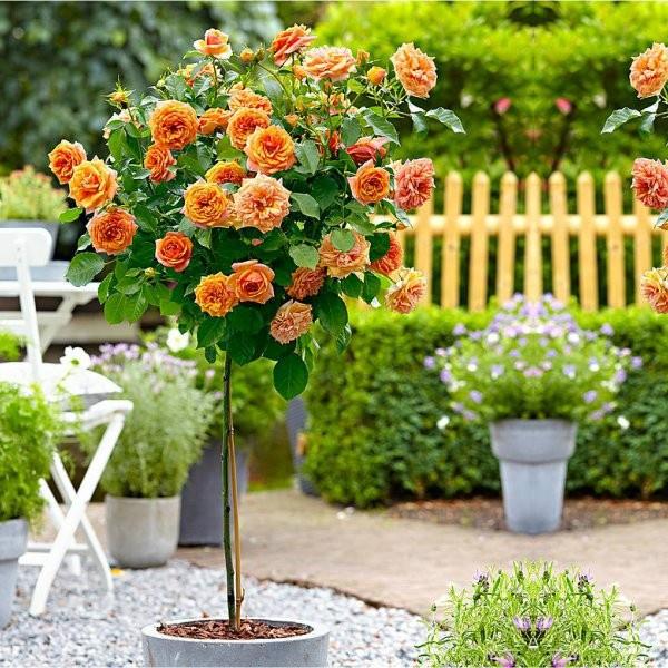 Hạt giống hoa hồng thân gỗ nhiều màu CT241 - Gói 10 hạt