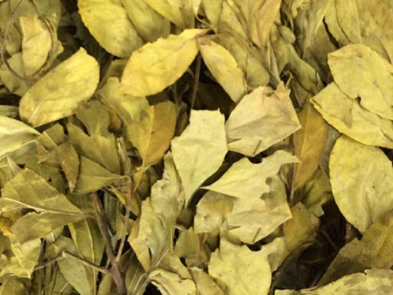 cây chè dung phơi khô 1 kg