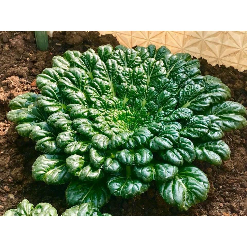 Combo 3 gói hạt giống rau cải hoa hồng xanh-gói 30 hạt-tặng kèm gói phân bón lót