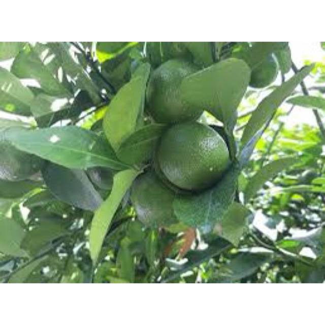 Cây giống Chanh Bông Tím