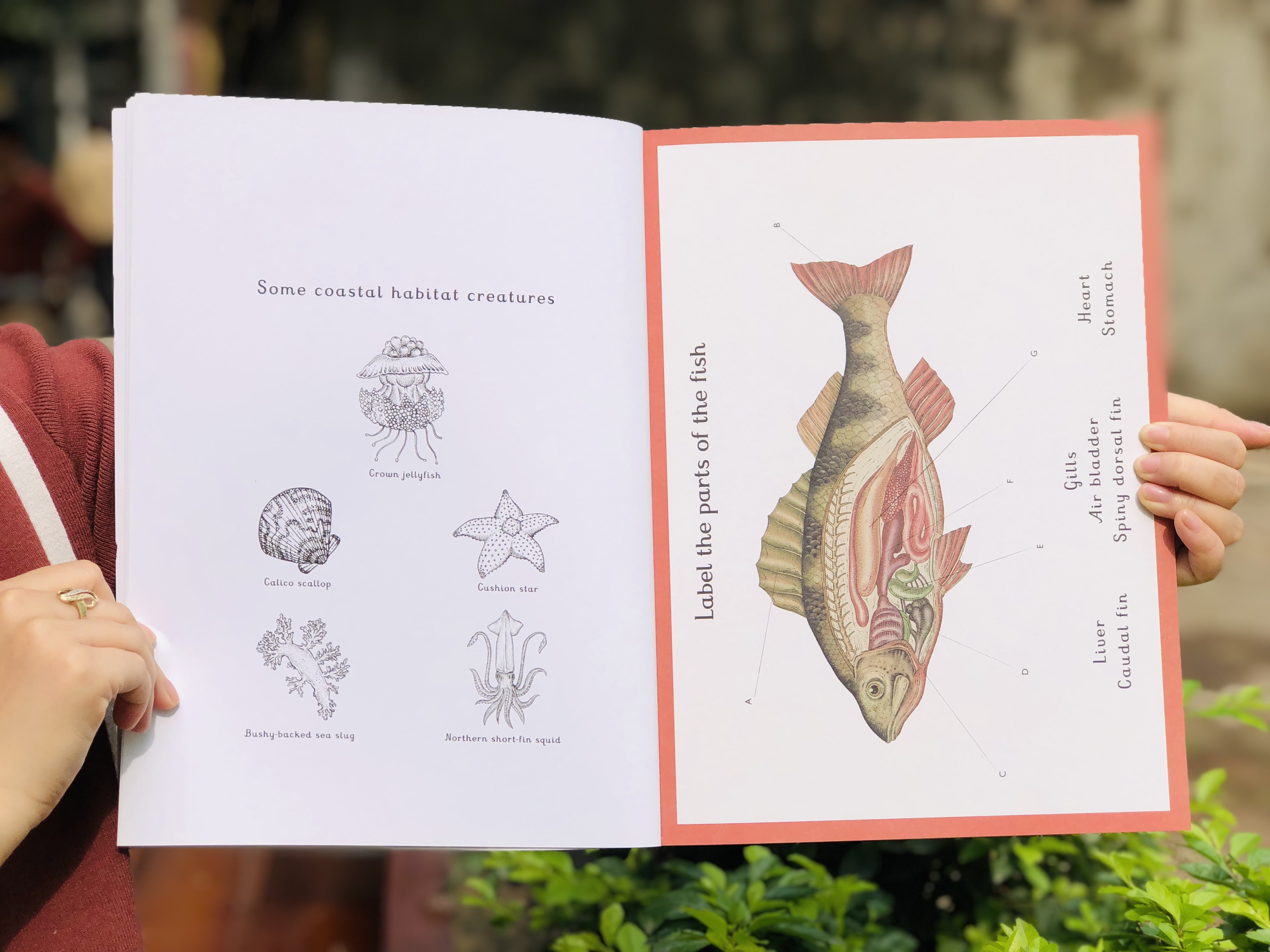 Animalium Activity Book