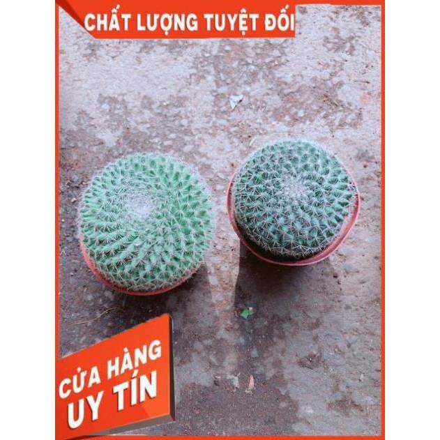 Combo 2 Cây Xương Rồng