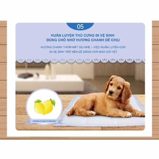 Tấm lót vệ sinh, tã cho chó 20 miếng siêu lớn 77x60cm