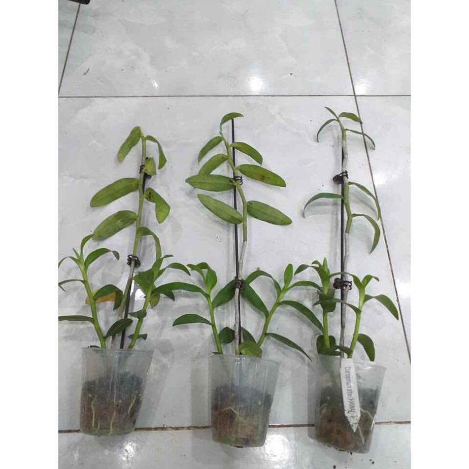 Hoa phong lan Hawai trắng xưa