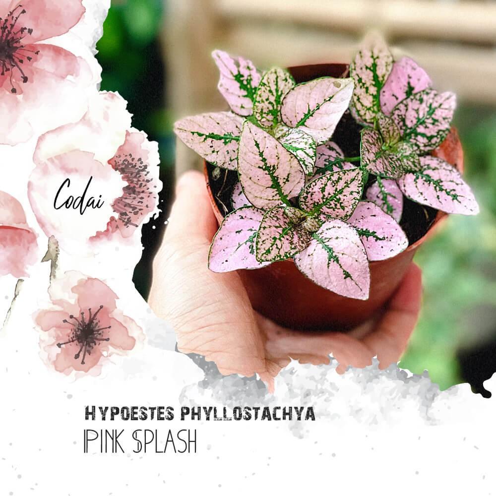 Cây Hypoestes phyllostachya Pink Splash  chậu nhựa