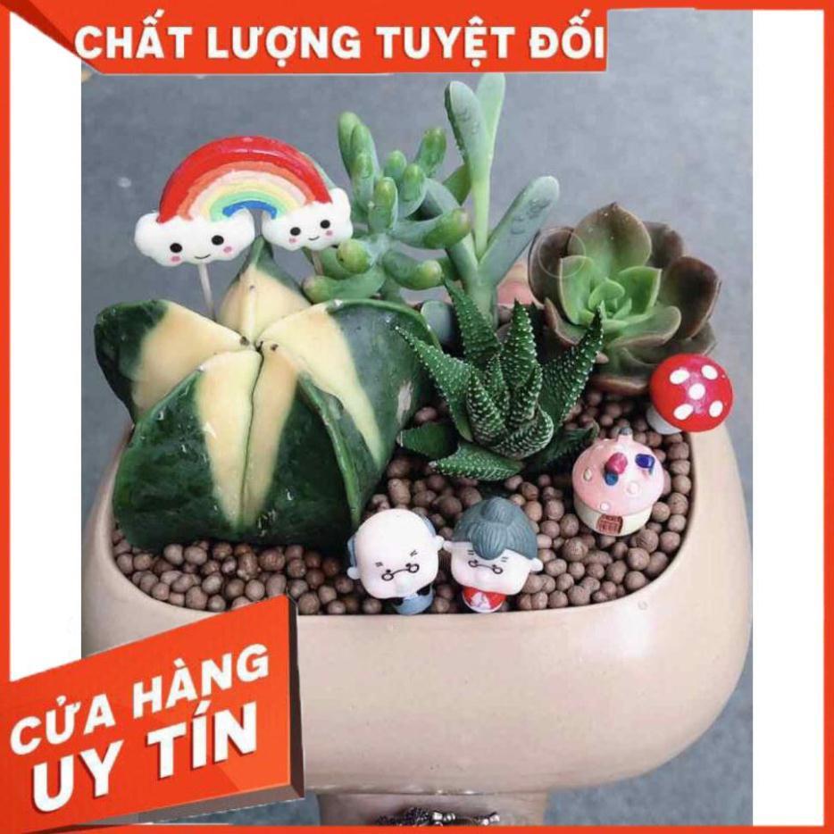 Chậu xương rồng tiểu cảnh Nhiều Người Mua