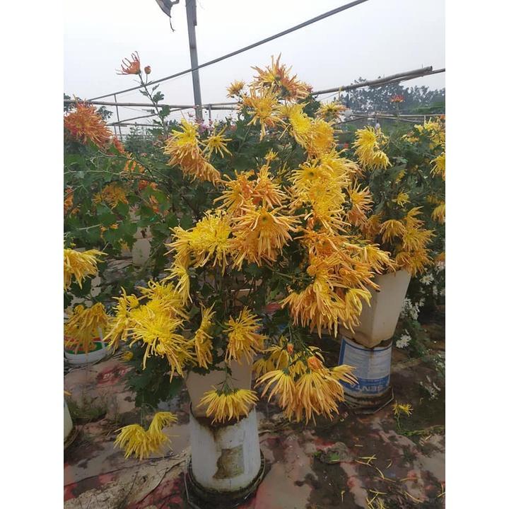 Cúc cổ Hoàng Long Cảo -