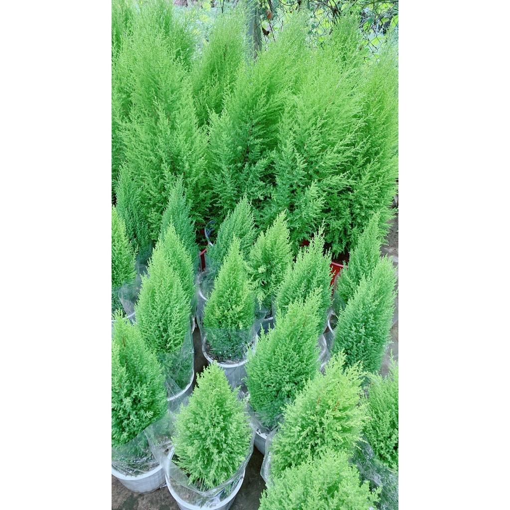 Tùng Thơm Cao 1m
