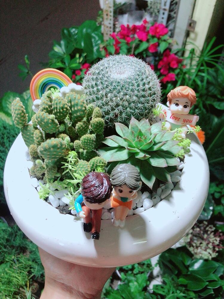 Chậu Cây Xương Rồng Tiểu Cảnh