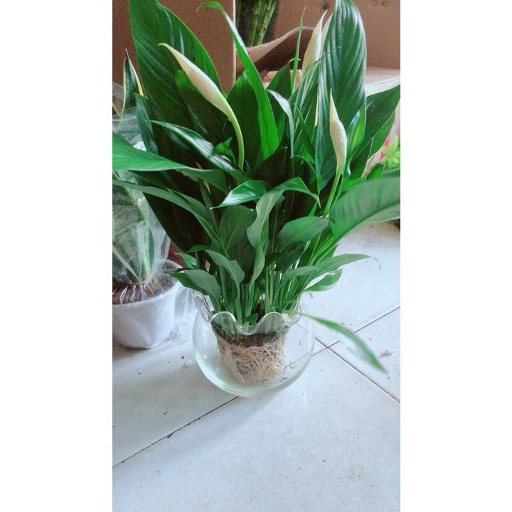 Chậu Cây Lan Ý Thủy Sinh