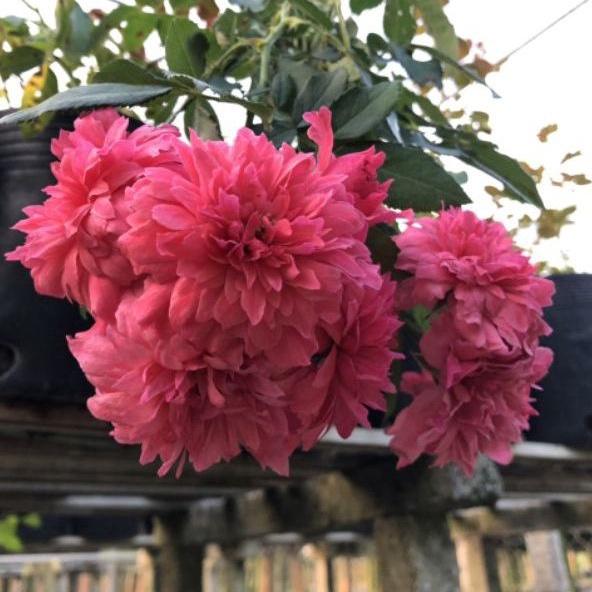 Hoa hồng đỏ Rosarium, hồng ngoại, hồng leo, thân gỗ, nguyên bản