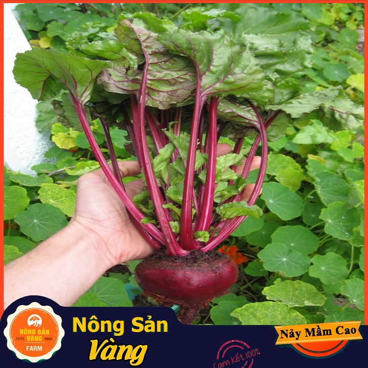 Hạt giống Củ Dền Đỏ - Nông Sản Vàng