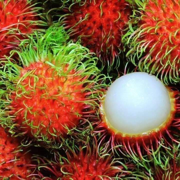 Cây giống Chôm Chôm Java