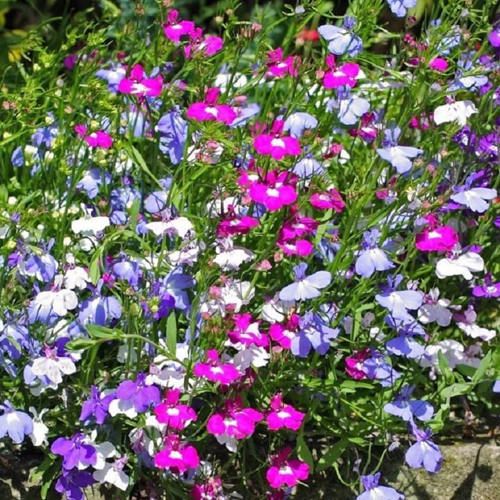 Hạt Giống Hoa Cúc Lobelia Mix Xuất Xứ Đức