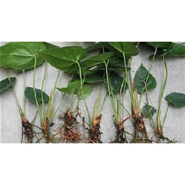 Cây hồng môn giống - rễ nhiều, khoẻ. Có 5 màu để lựa chọn, trồng 2-3 tháng có hoa