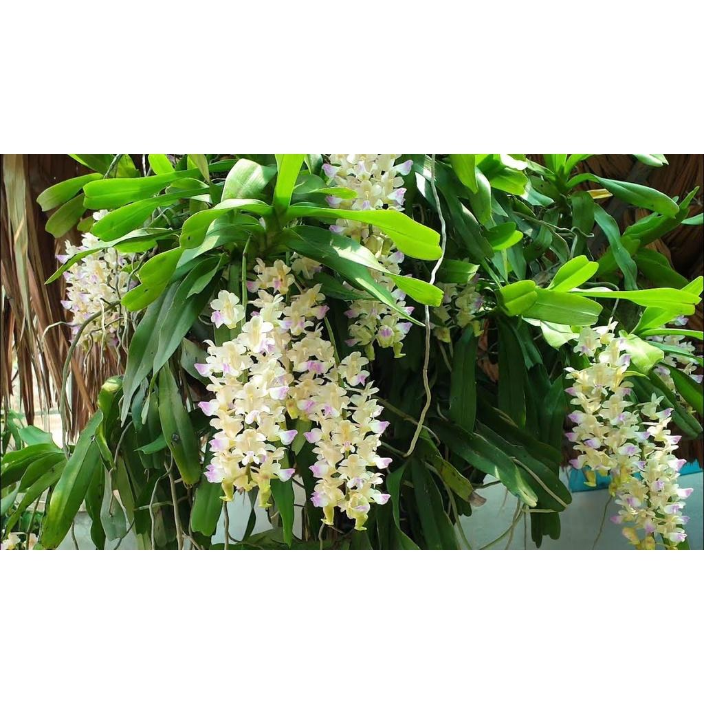 1 CÂY LAN RỪNG GIÁNG HƯƠNG LAN TAM BẢO SẮC - Hàng chuẩn Rừng CÂY TO - Hoa siêu đẹp, cực thơm