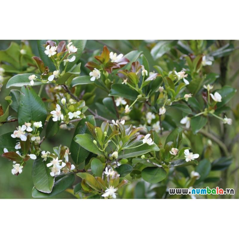 Cây Giống Cherry Châu Mỹ Siêu CHịu Nhiệt