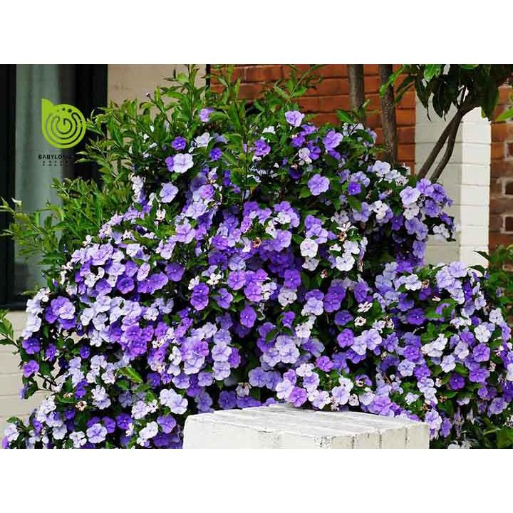 Combo 2 bầu hoa nhài nhật tím đổi màu, cây giống gửi đi nguyên bầu