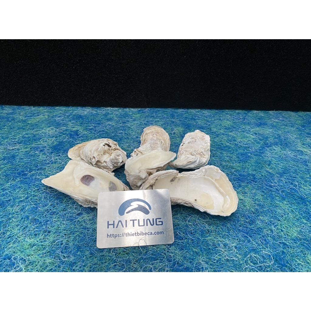 VỎ HÀU ION - VẬT LIỆU LỌC NƯỚC HỒ CÁ - GIÚP ỔN ĐỊNH PH NƯỚC