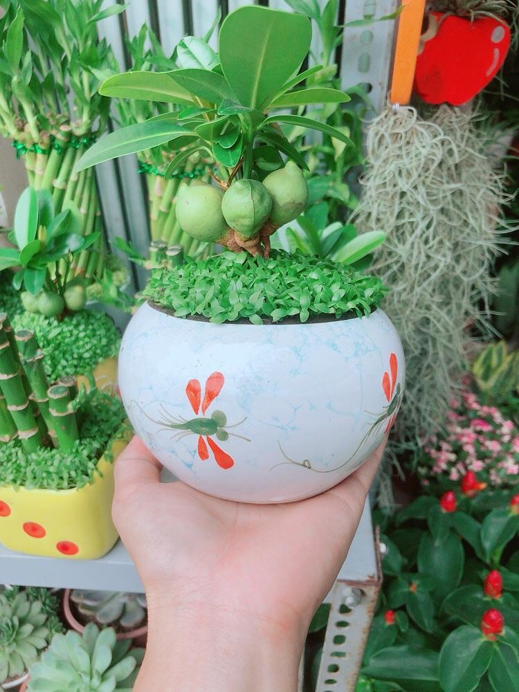 Chậu Cây May Mắn Tài Lộc