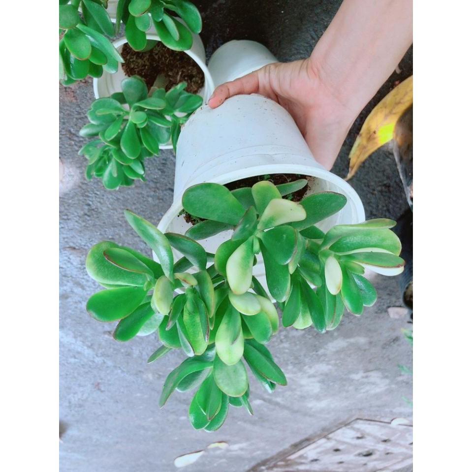 Chậu Ngọc Bích Bán Chạy