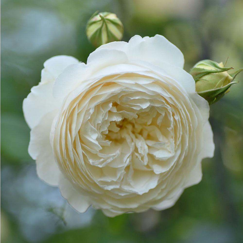Hoa hồng ngoại Claire Austin Rose 2021 cực Hot