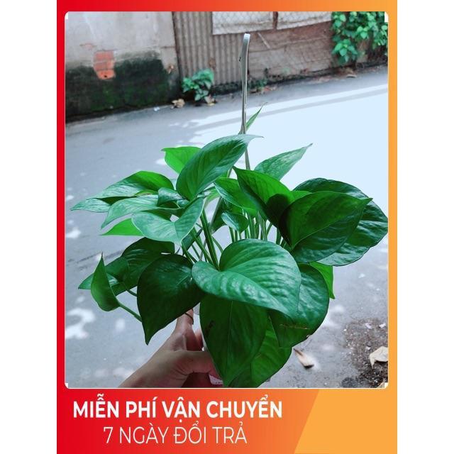 Chậu Trầu Bà Thái