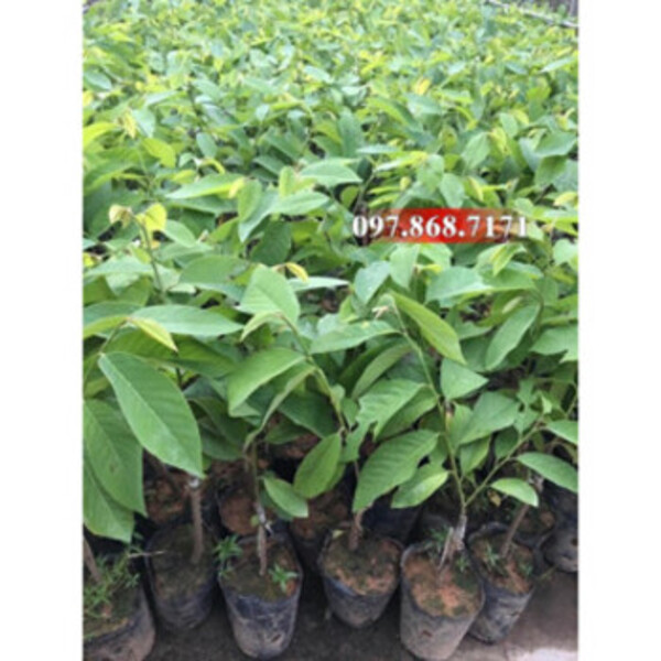 Cây Na Dứa Đài Loan F1 - Nhà vườn Xuân Khương