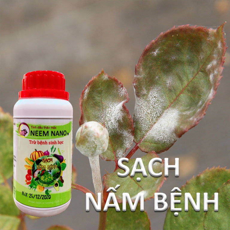 VƯỜN SINH THÁI - Thuốc trừ nấm bệnh sinh học neem nano - Sạch thán thư, rỉ sắt, thối nhũn, đốm đen, héo xanh, phấn trắng - Chiết xuất 100% Thiên Nhiên