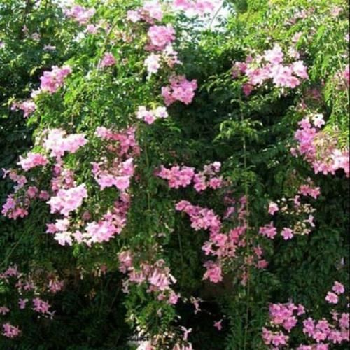 CHẬU CÂY GIỐNG HOA LEO HỒNG THIÊN HƯƠNG