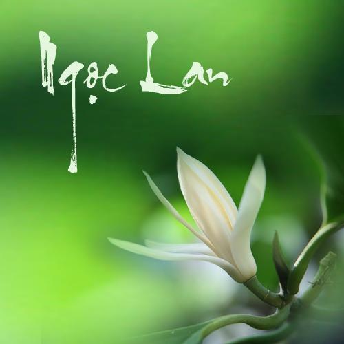 Cây hoa ngọc lan cây đẹp chuẩn giống
