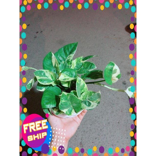 Chậu Trầu Bà Sữa