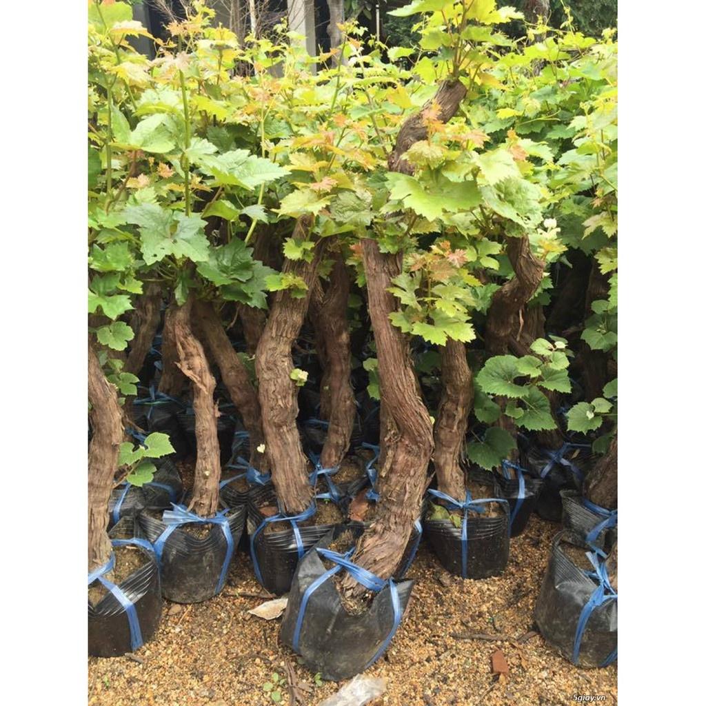 CÂY GIỐNG NHO XANH.