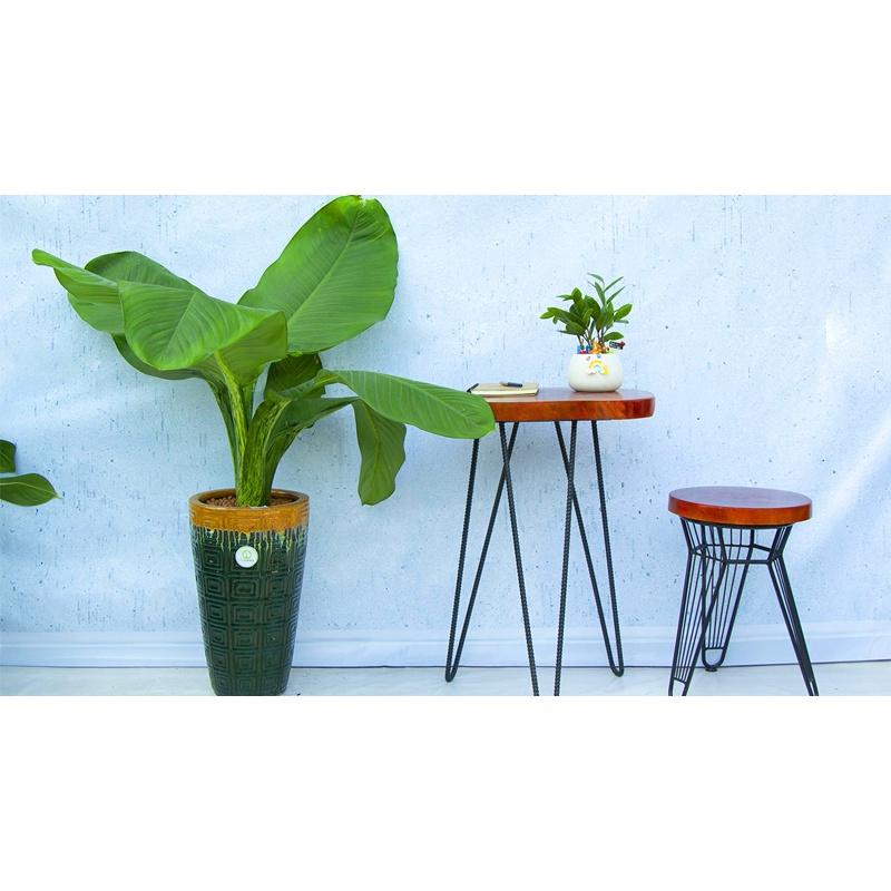 Combo 2 Cây giống Đại Tỷ Phú KHỔNG LỒ *