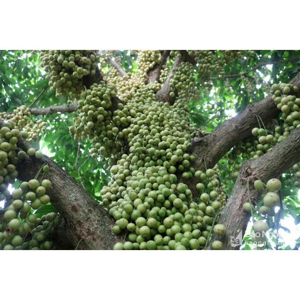 Cây giống Dâu Da Xanh .