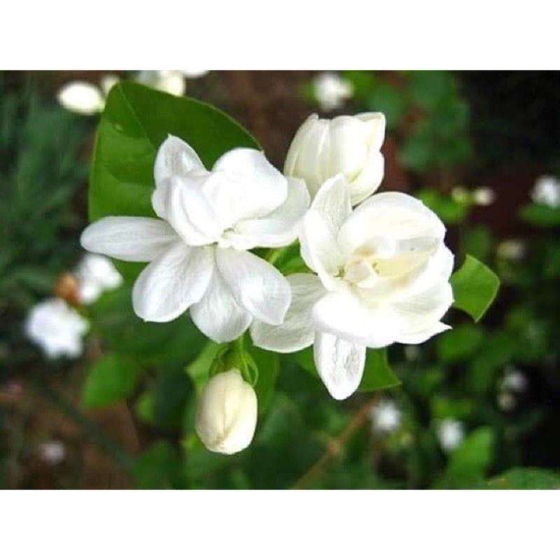 Cây giống nhài ta- bầu giống