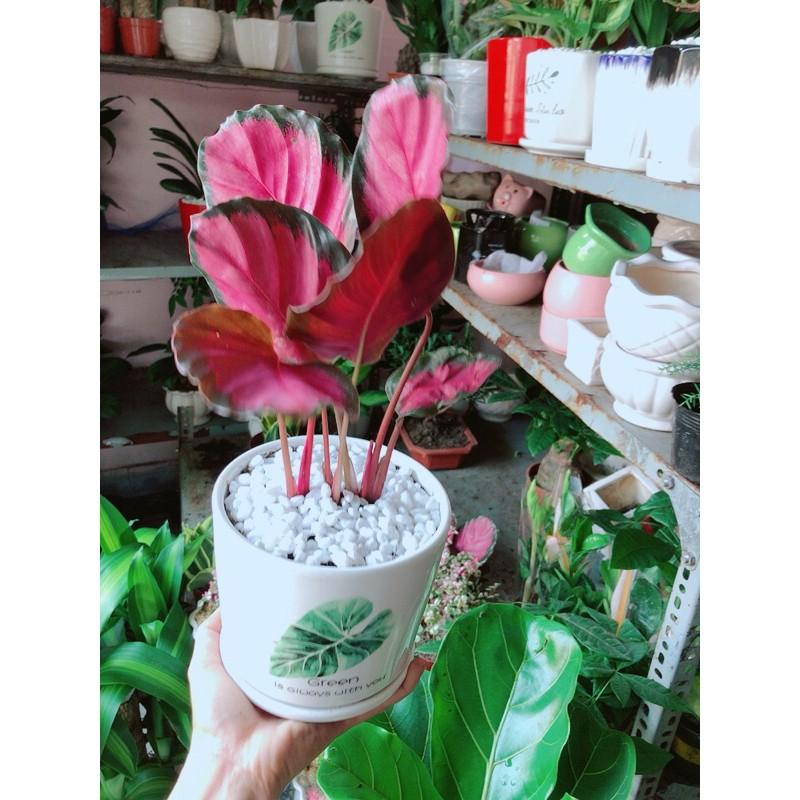 Chậu Đuôi Công Tím