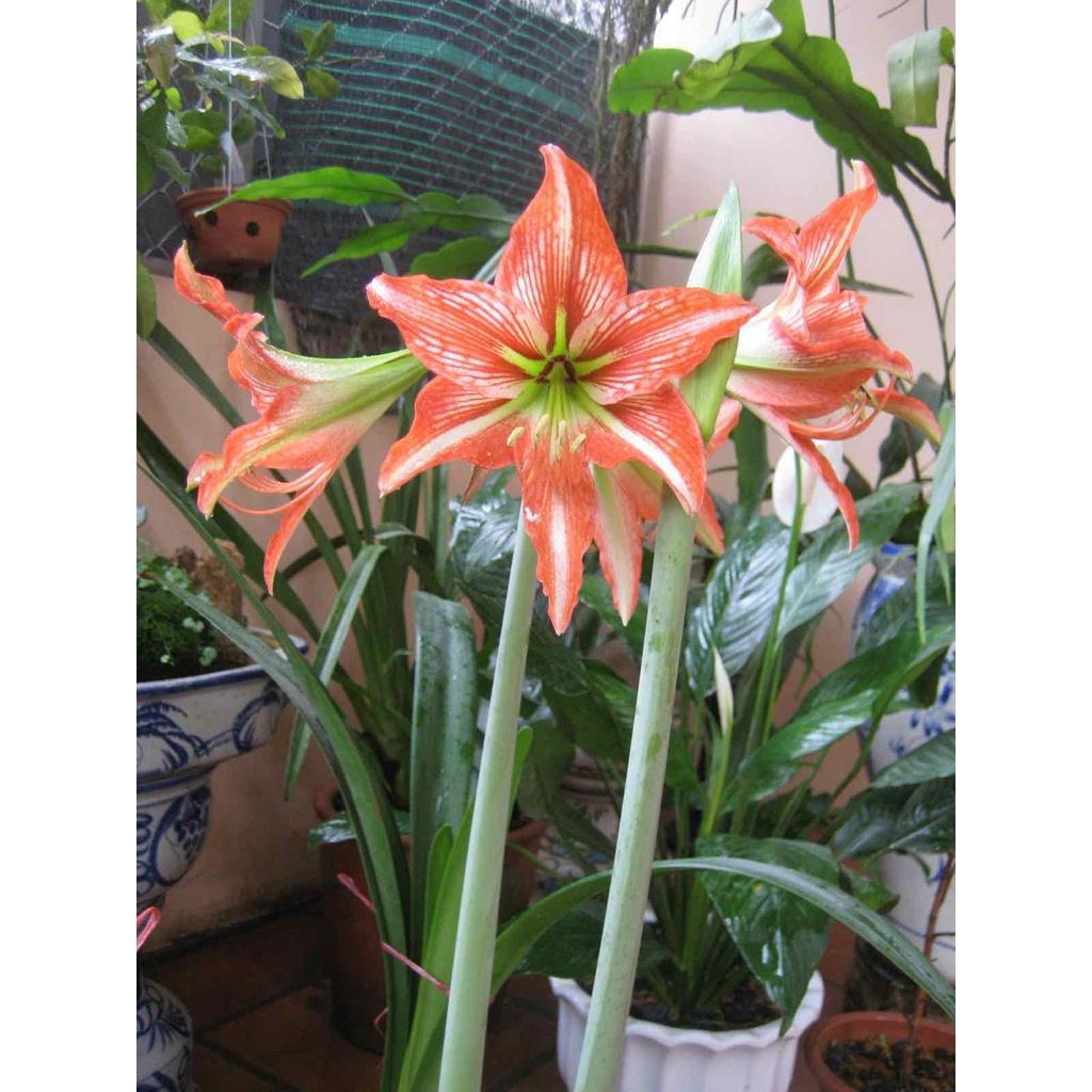 Củ hoa huệ tây 'cam thơ" đà lạt- củ size baby