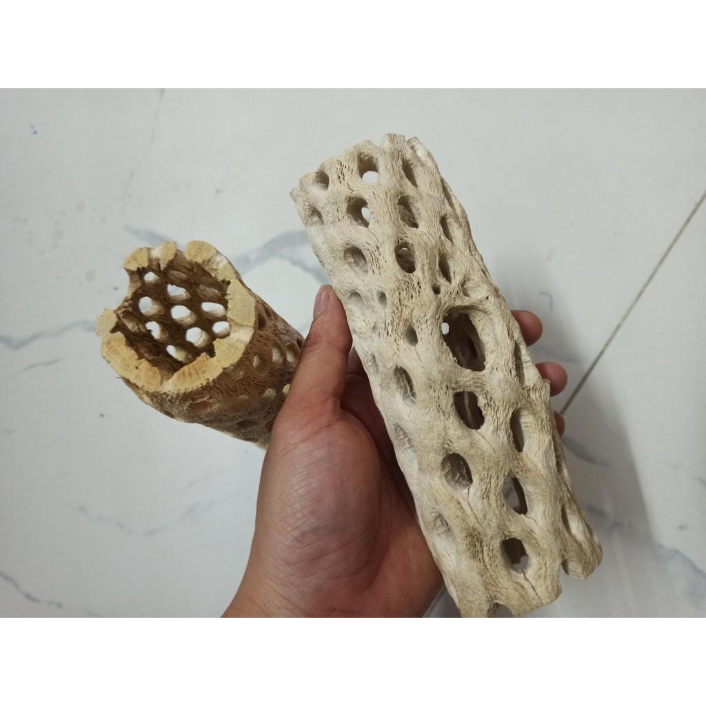Lũa Teddy Bear Cholla Cho Tép Cảnh -Cholla Teddy Bear - Lũa Xương Rồng Rỗng Ruột Size Lớn - Trang Trí hồ tép-shopleo