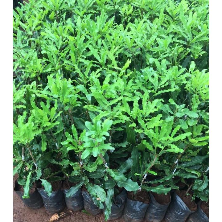 Cây macca giống ,Cây mắc ca giống