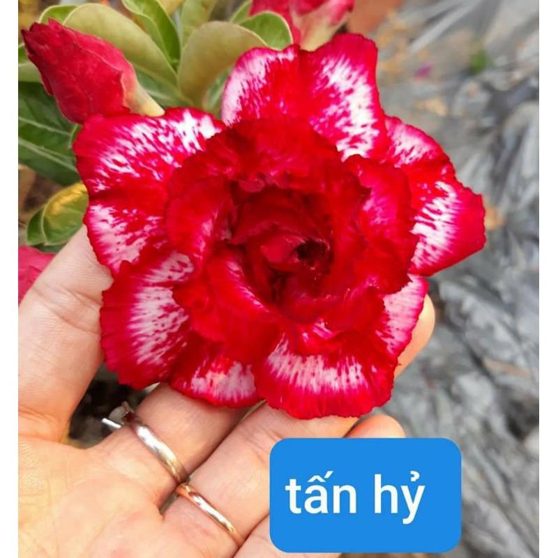 Sứ thái  ghép  nhiều màu cây  sắp hoa