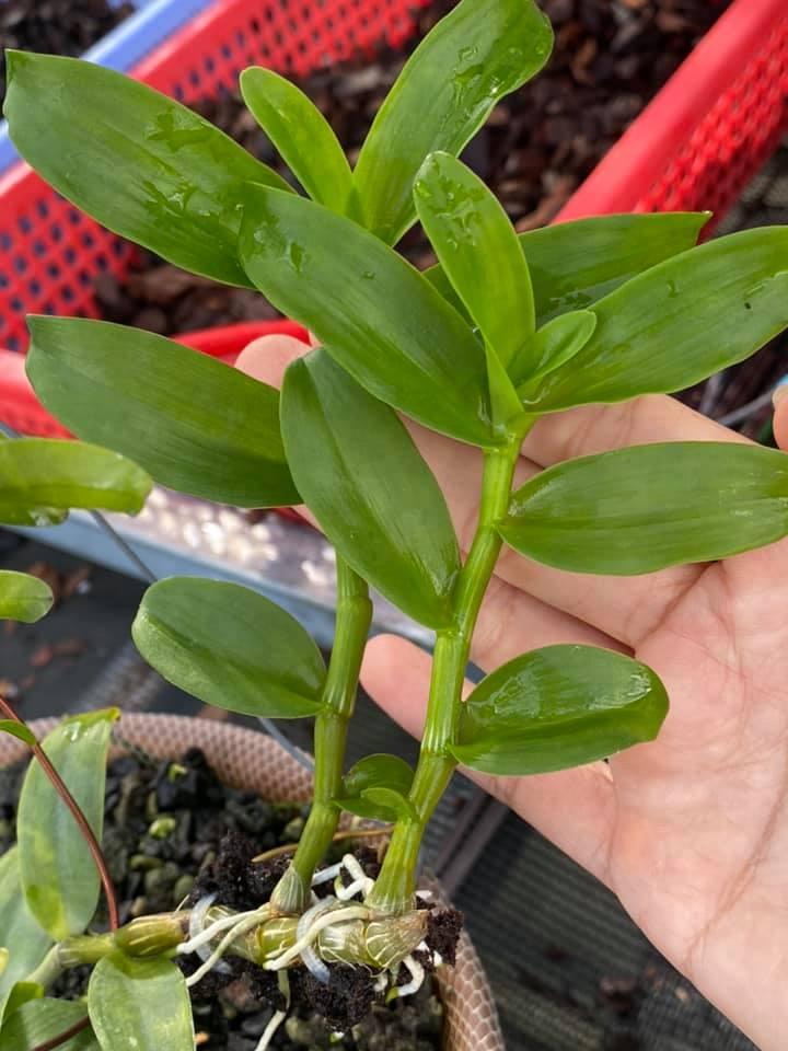 Phi điệp lai cực đẹp