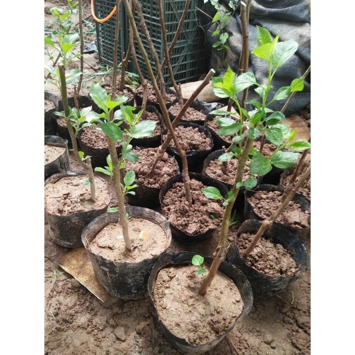 CÂY TÁO ĐỎ ,CÂY GIỐNG CHẤT LƯỢNG CAO