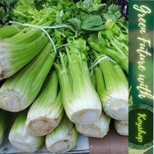 Hạt giống cần Tây Bẹ To - GIANT CELERY 326- Rạng Đông, Giống mới, Thân mập mạp, Cây Thẳng đứng, gọn gàng