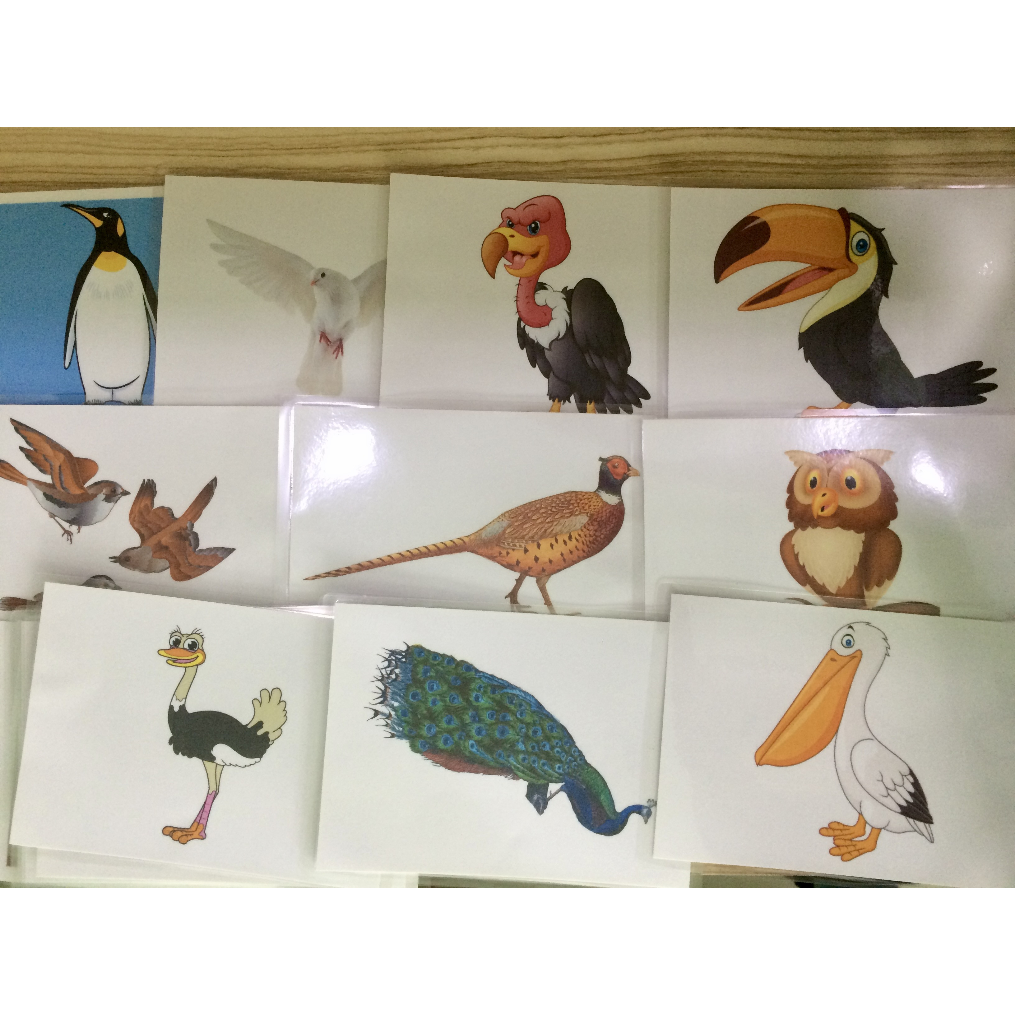 Animal Flashcard - Birds - Thẻ học tiếng Anh chủ đề động vật (các loài chim) - 20 thẻ